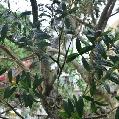 Large Faux Olive Tree Customized For Outdoor manufacturers