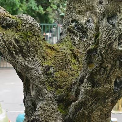 Large Faux Olive Tree Customized For Outdoor price