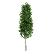 Pohon Poplar Buatan
