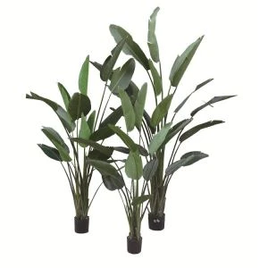 Buatan Strelitzia Reginae