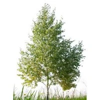 Pohon Birch Putih Buatan