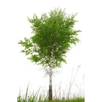 Pohon Birch Kertas Putih Buatan