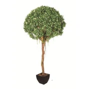 Pohon Sutra Ficus Benjamin